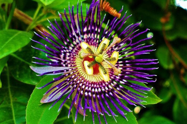 Flor azul com meio amarelo