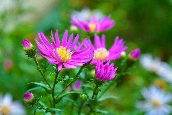 Asters and daisies in a green glade