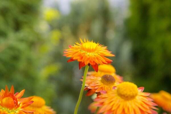 die belebte Natur . Feld mit Ringelblume