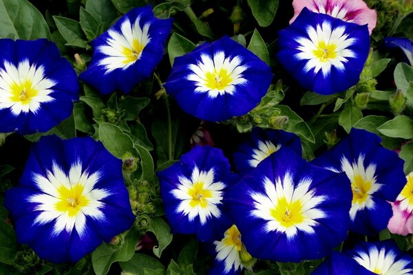 Fauna selvatica. Colori multicolori di fiori