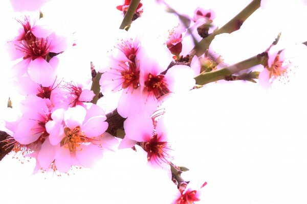 Beautiful cherry blossom branch