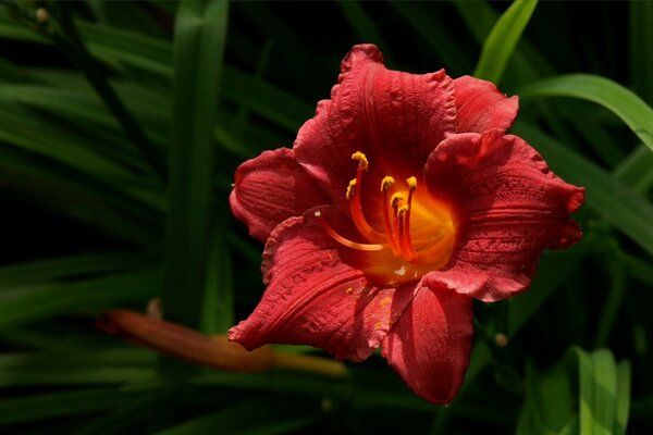 Flor escarlata, aterciopelada y grande