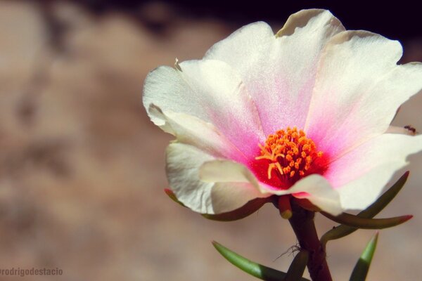 Vida selvagem. Flor branca