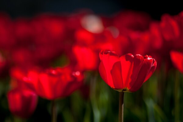 Campo de tulipanes rojos flora