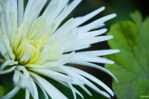 Flores blancas con pétalos delgados