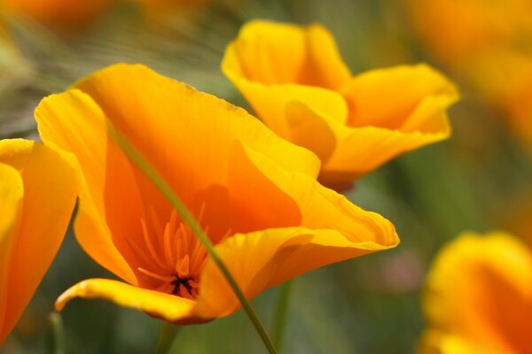 Orange Schönheit in der hellen Sonne