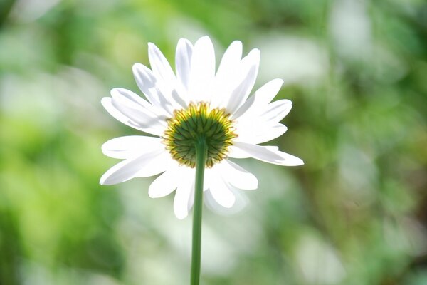 A daisy on a blurry background. Nature