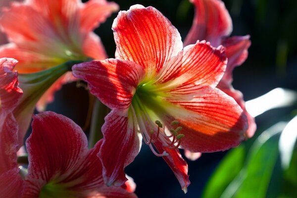 Rote Lilien in der Sonne