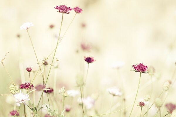 Wildblumen auf der Wiese blühen