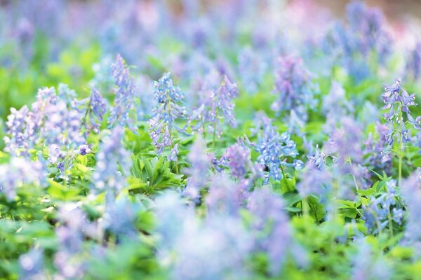 Wildblumen blühen auf dem Feld