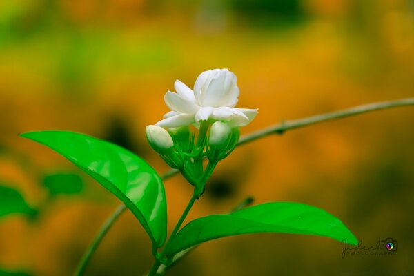 Bel fiore con belle foglie