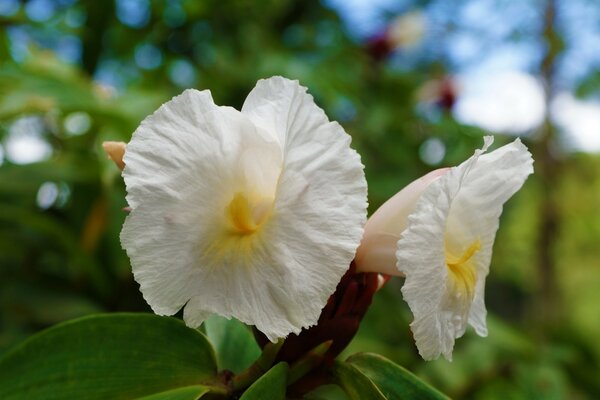 Helle weiße Blumen Nahaufnahme