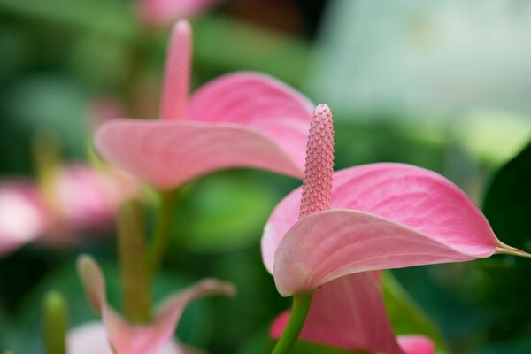 Pink flower petals on green