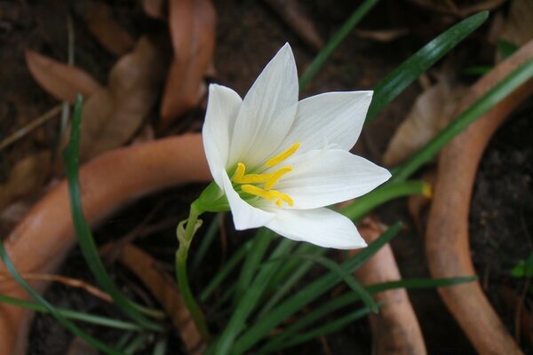 Weiße Blume mit gelben Staubblättern