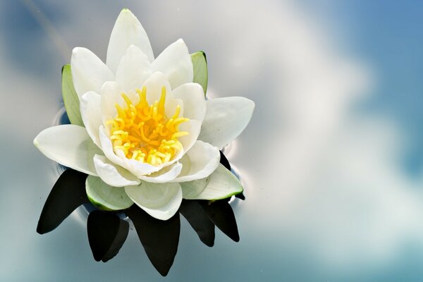 Fleur de Lotus sur la surface bleue de l eau
