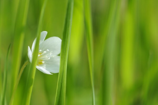 Eine weiße Blume blühte im grünen Gras auf