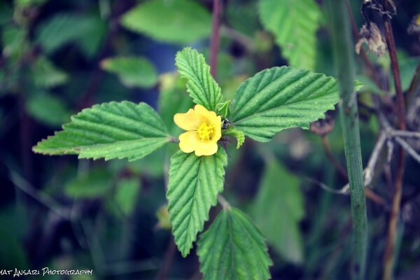 Flor amarela em tamanho de botão