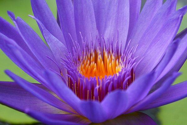 Flor púrpura con medio naranja