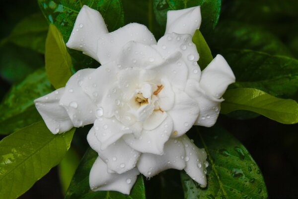 An unusual white flower on a green background of leaves