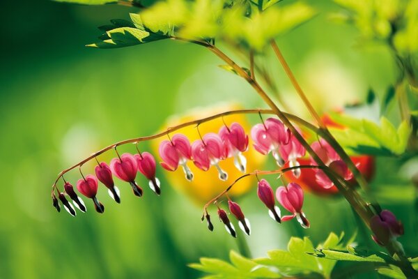 Kleine rosa Blüten im Garten