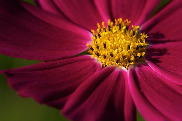 The beauty of flora. Burgundy flower