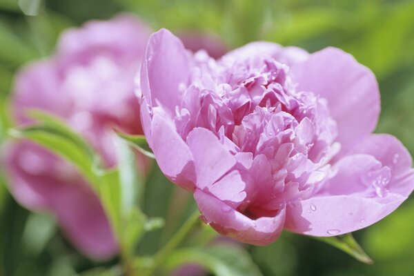 Peonies a delicate flower is adorable