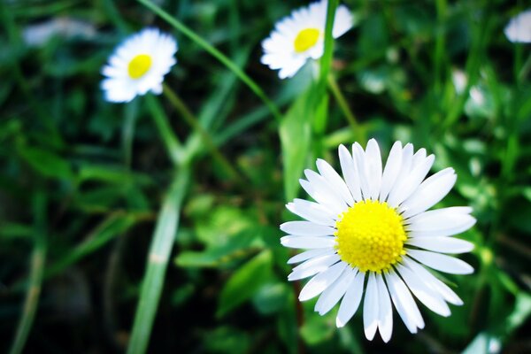 Photos of white flowers like chamomile in summer