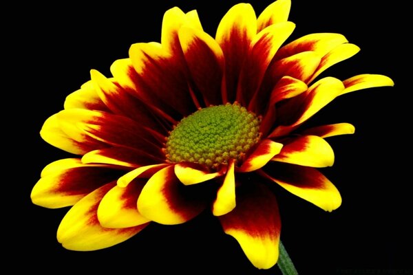 Macro shooting of a flower of bright saturated color