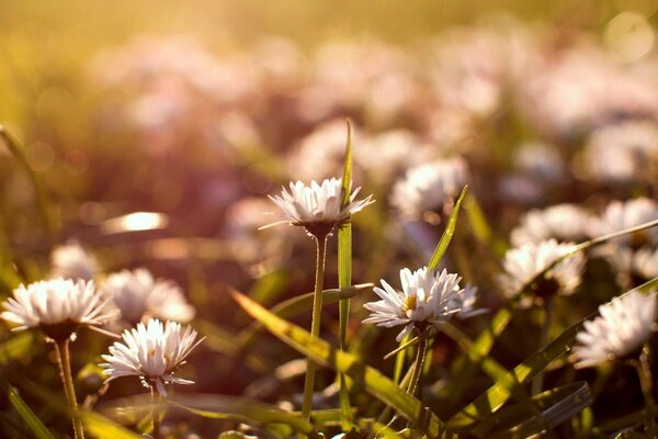 Flowers on a blurry background. Garden. Flora