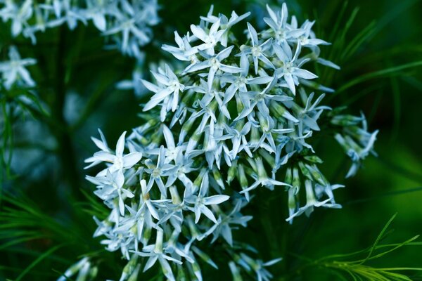 Piccoli fiori bianchi nell erba