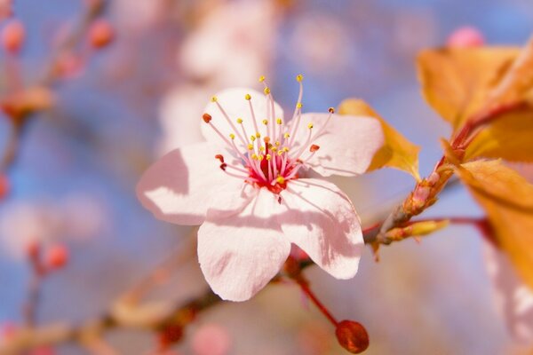 A white flower bloomed on the tree