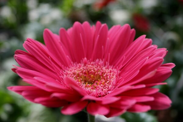 Flor roja en pantalla completa