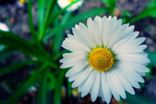 Wildlife. Field of daisies