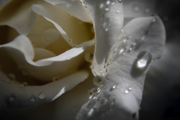 Weiße Rose mit Wassertropfen