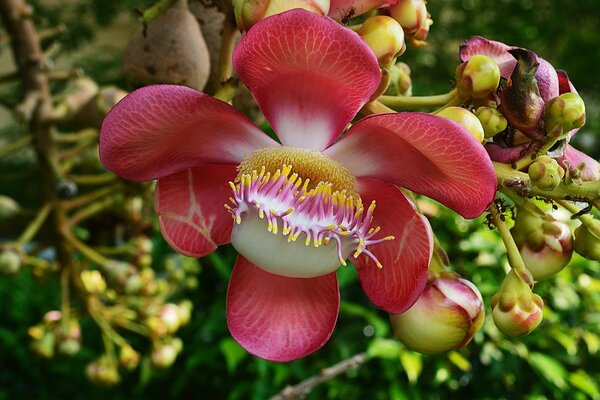 A red flower bloomed in the garden