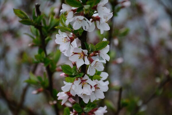 Nature des arbres à fleurs printanières