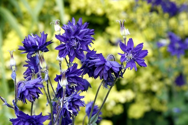 Lila Wildblumen auf verschwommenem Hintergrund