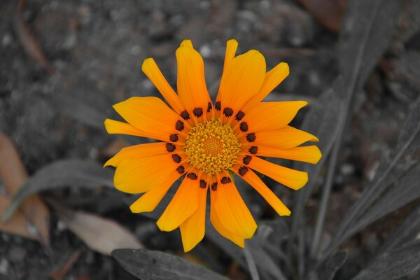 Hermosa flor amarilla sobre fondo gris