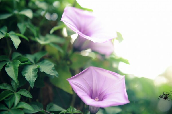 紫色的花朵在野外