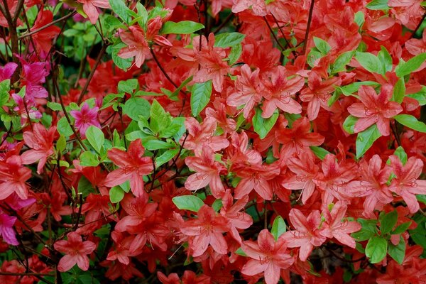 Incroyablement beau fond. Fleurs rouges