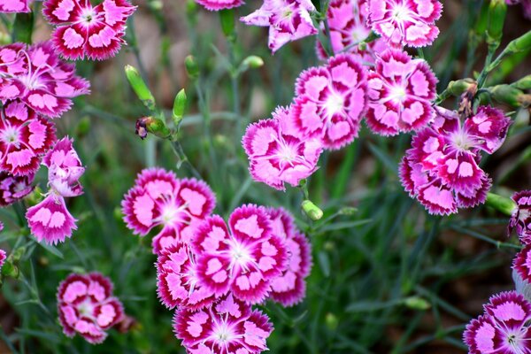 Türkische Nelken. Rosa Blüten. Sommerblumen. Grüner Hintergrund. Blätter