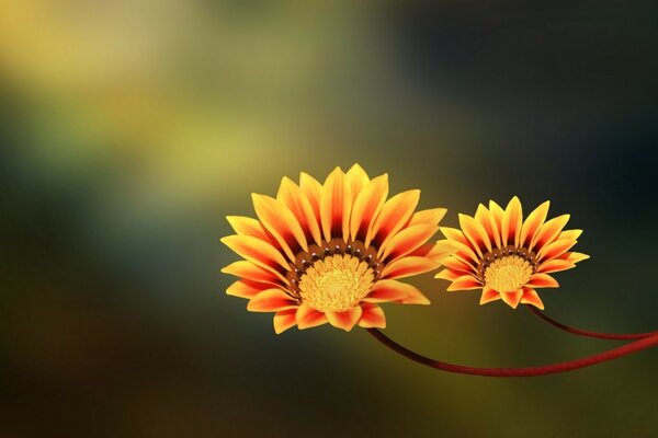 Deux fleurs jaunes inhabituelles