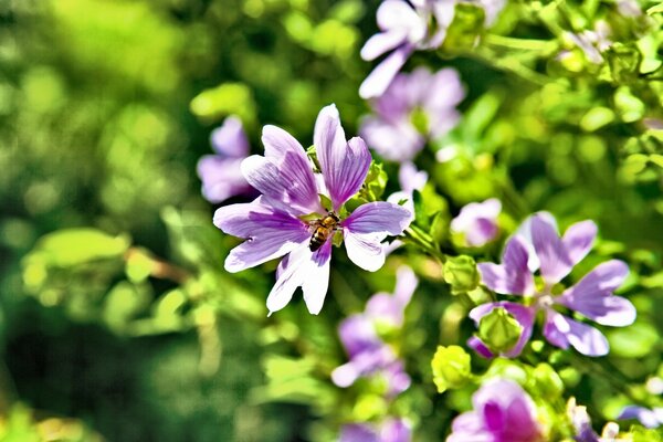 Flora of the garden. Purple small flowers