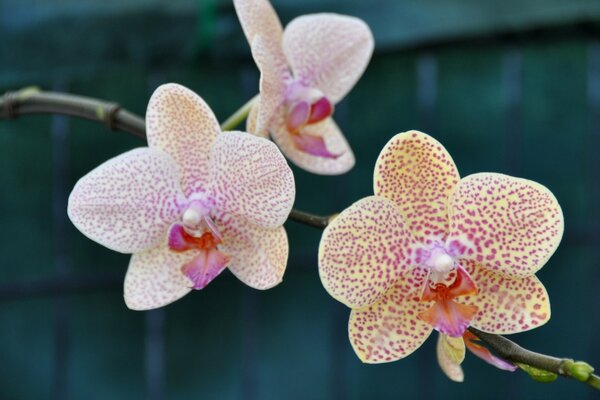 Fiori tropicali in natura