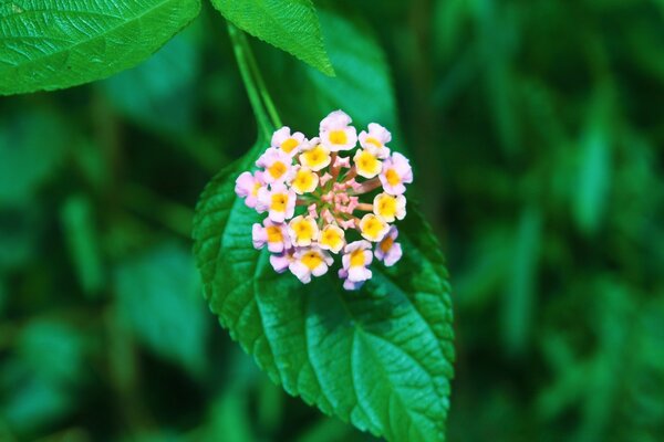 Pequeñas Flores en una hoja en verano