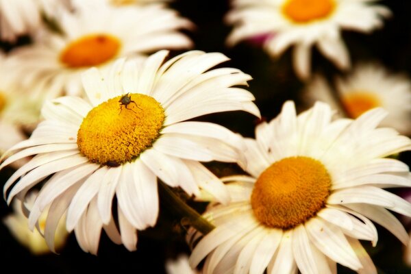 Les marguerites de ma Natasha sur ma chemise et dans mes mains