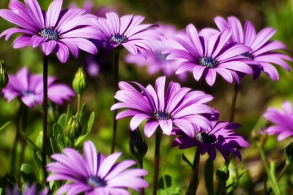 Purple chrysanthemums close-up