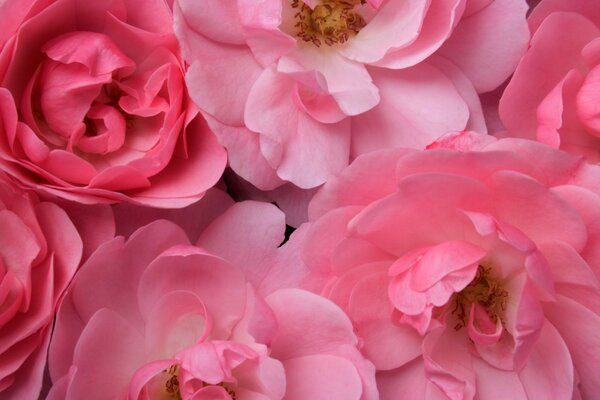 Papel de parede bonito das rosas cor-de-rosa