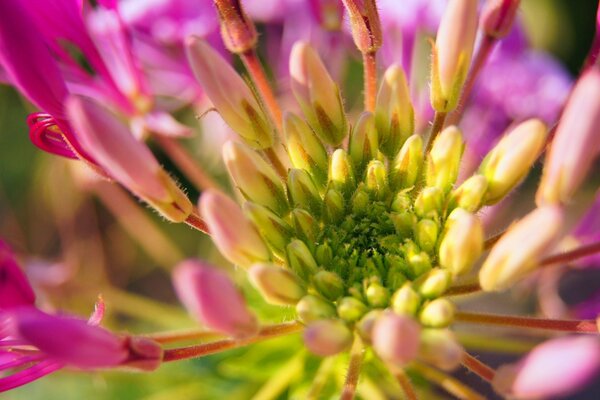 Stamens of a pink flower in the wild