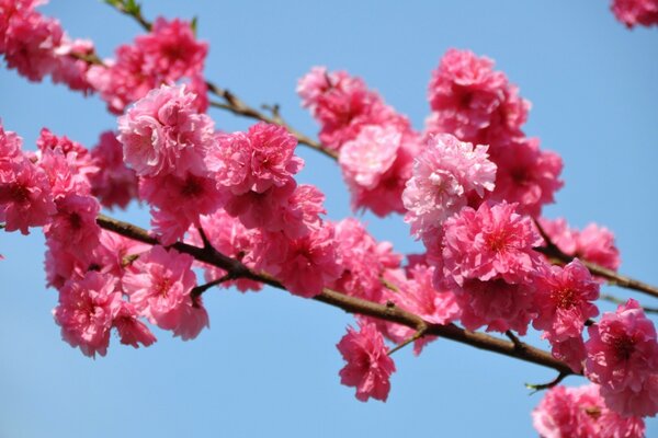 Blooming tree branch in pink flowers